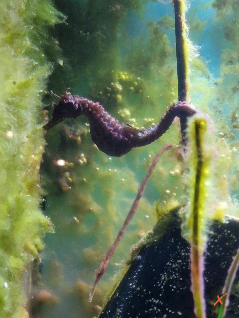 acquario-lagunare-riserva-naturale-valle-canal-novo-explorerfvg (3)
