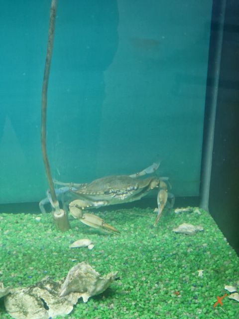 acquario-lagunare-riserva-naturale-valle-canal-novo-explorerfvg (4)