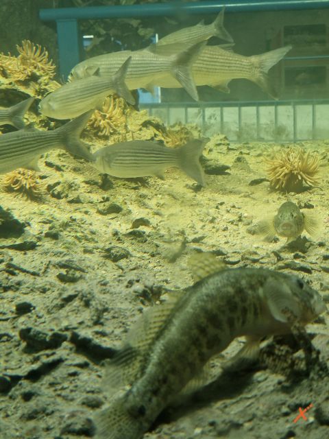 acquario-lagunare-riserva-naturale-valle-canal-novo-explorerfvg (8)