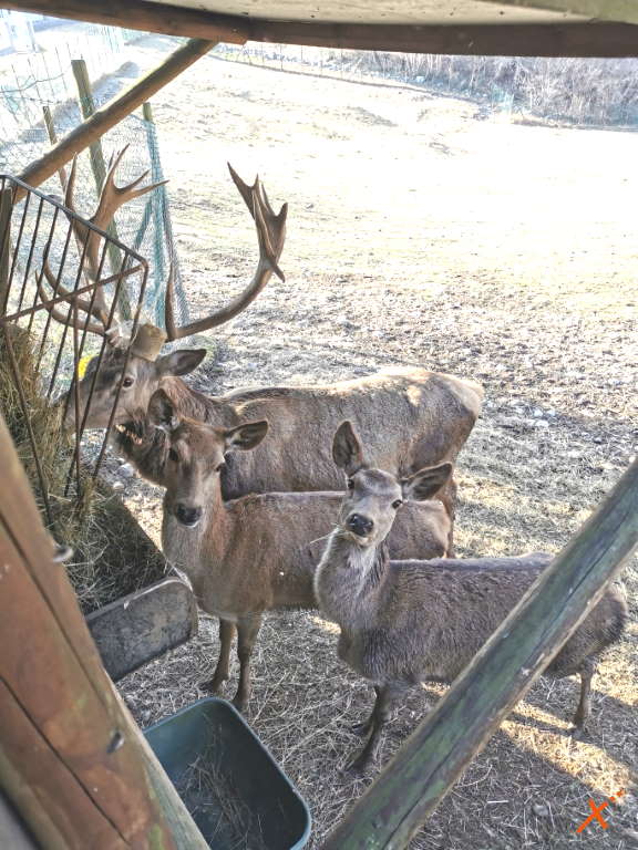 centro-visite-progetto-grifone-cornino-explorerfvg (10)