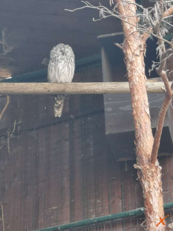 centro-visite-progetto-grifone-cornino-explorerfvg (11)