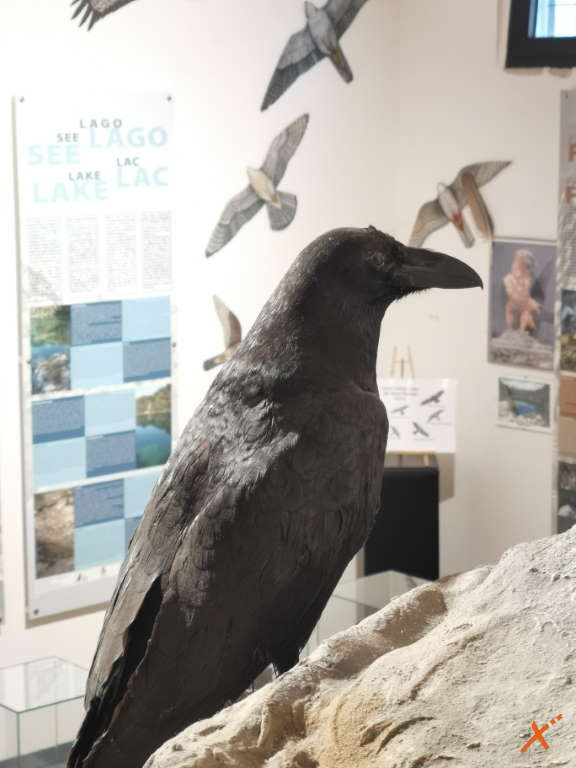 centro-visite-progetto-grifone-cornino-explorerfvg (2)