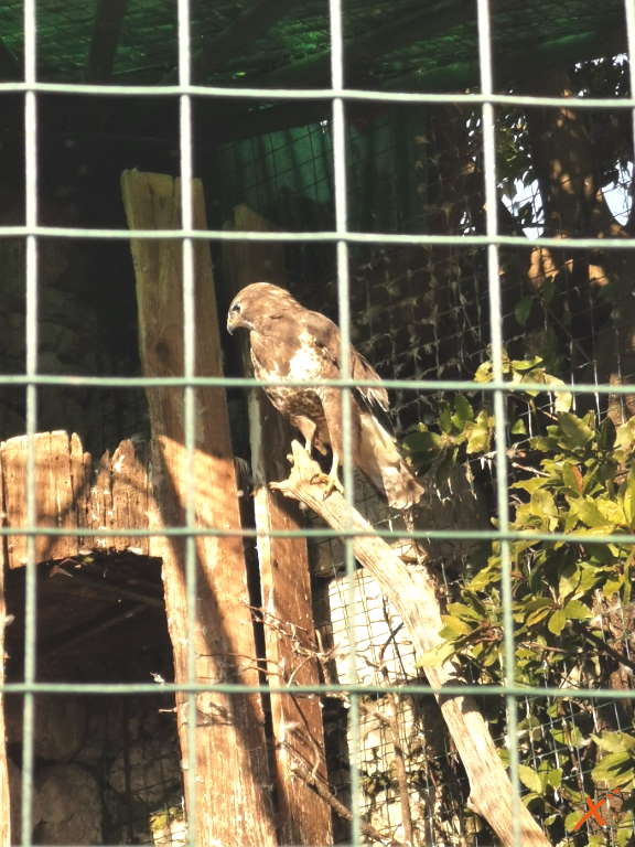 centro-visite-progetto-grifone-cornino-explorerfvg (6)