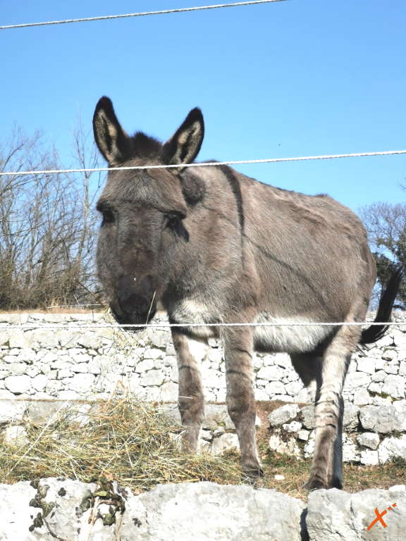 centro-visite-progetto-grifone-cornino-explorerfvg (7)