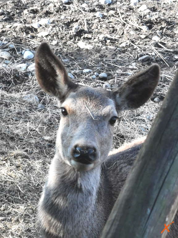 centro-visite-progetto-grifone-cornino-explorerfvg (9)