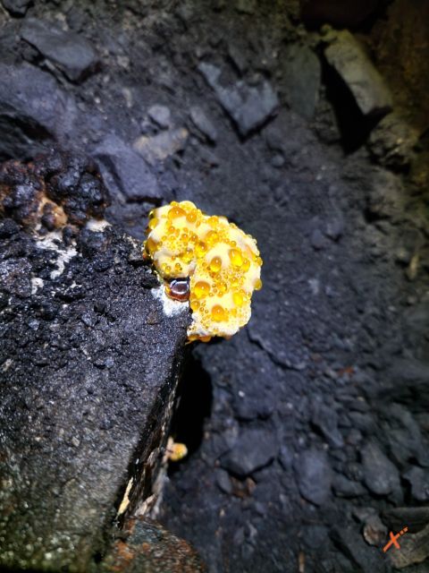 concrezioni-miniera-di-cludinico-explorerfvg (1)