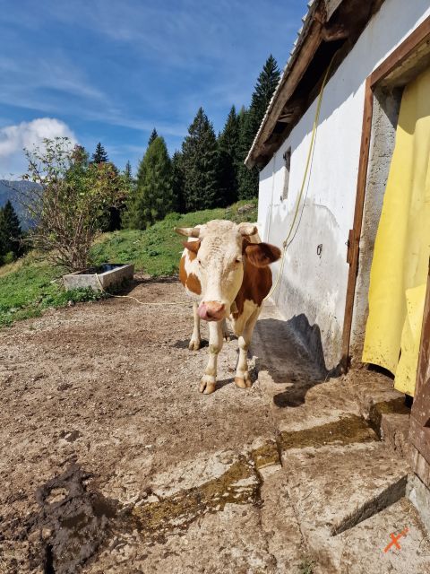 malga-poccet-explorerfvg (14)