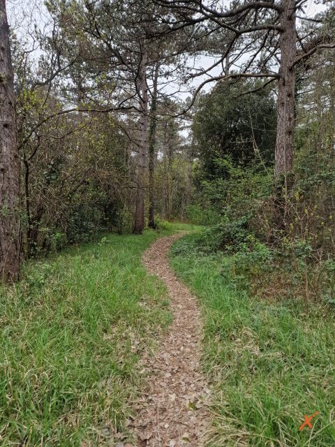 paesaggio-bosco-riserva-falesie-di-duino-explorerfvg (1)