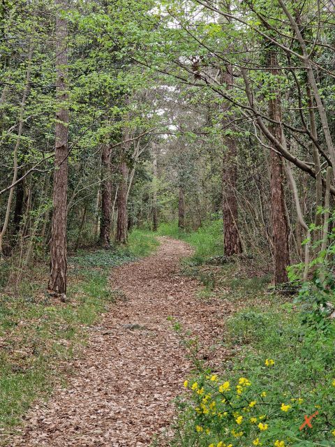 paesaggio-bosco-riserva-falesie-di-duino-explorerfvg (2)
