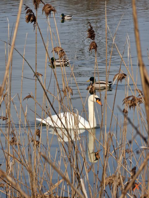 riserva-naturale-valle-canal-novo-explorerfvg (5)