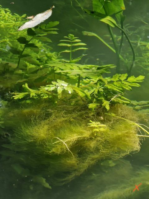 risorgive-del-timavo-explorerfvg (6)