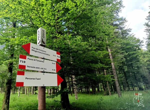 Bagno di bosco ed esperienza di immersione nella natura nell'Alta Val Torre - immagine 2