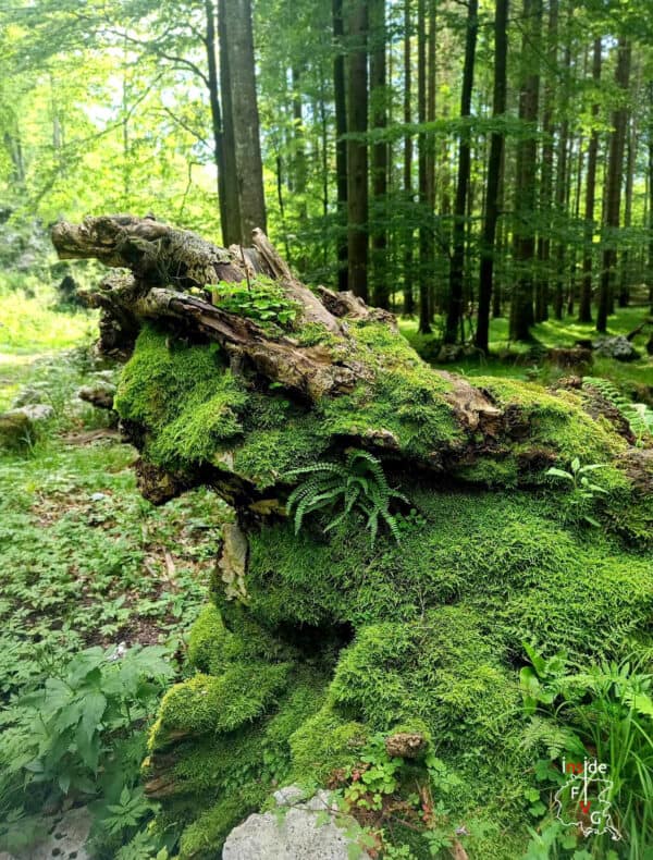 Bagno di bosco ed esperienza di immersione nella natura nell'Alta Val Torre - immagine 5