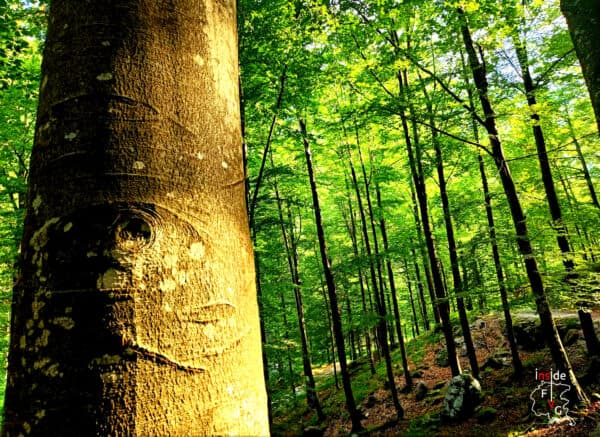 Bagno di bosco ed esperienza di immersione nella natura nell'Alta Val Torre