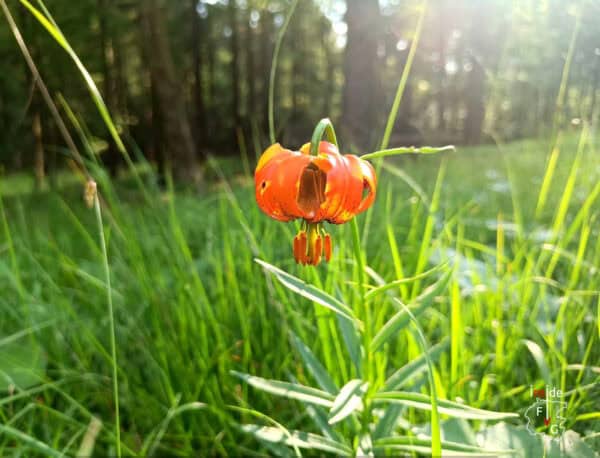 Bagno di bosco ed esperienza di immersione nella natura nell'Alta Val Torre - immagine 4