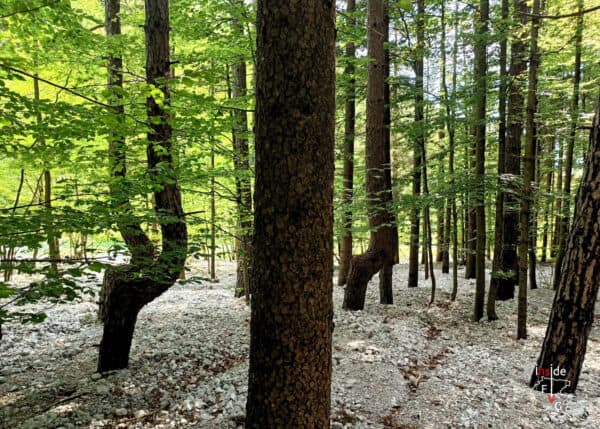 Bagno di bosco ed esperienza di immersione nella natura nell'Alta Val Torre - immagine 7