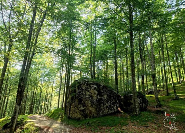 Bagno di bosco ed esperienza di immersione nella natura nell'Alta Val Torre - immagine 3