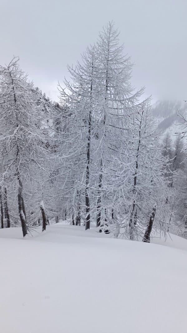 Ciaspolata a Malga Festons da Sauris - immagine 2