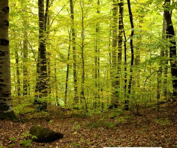 Escursione alla vetta del monte Salinchiet tra storia e natura totalizzante - immagine 2