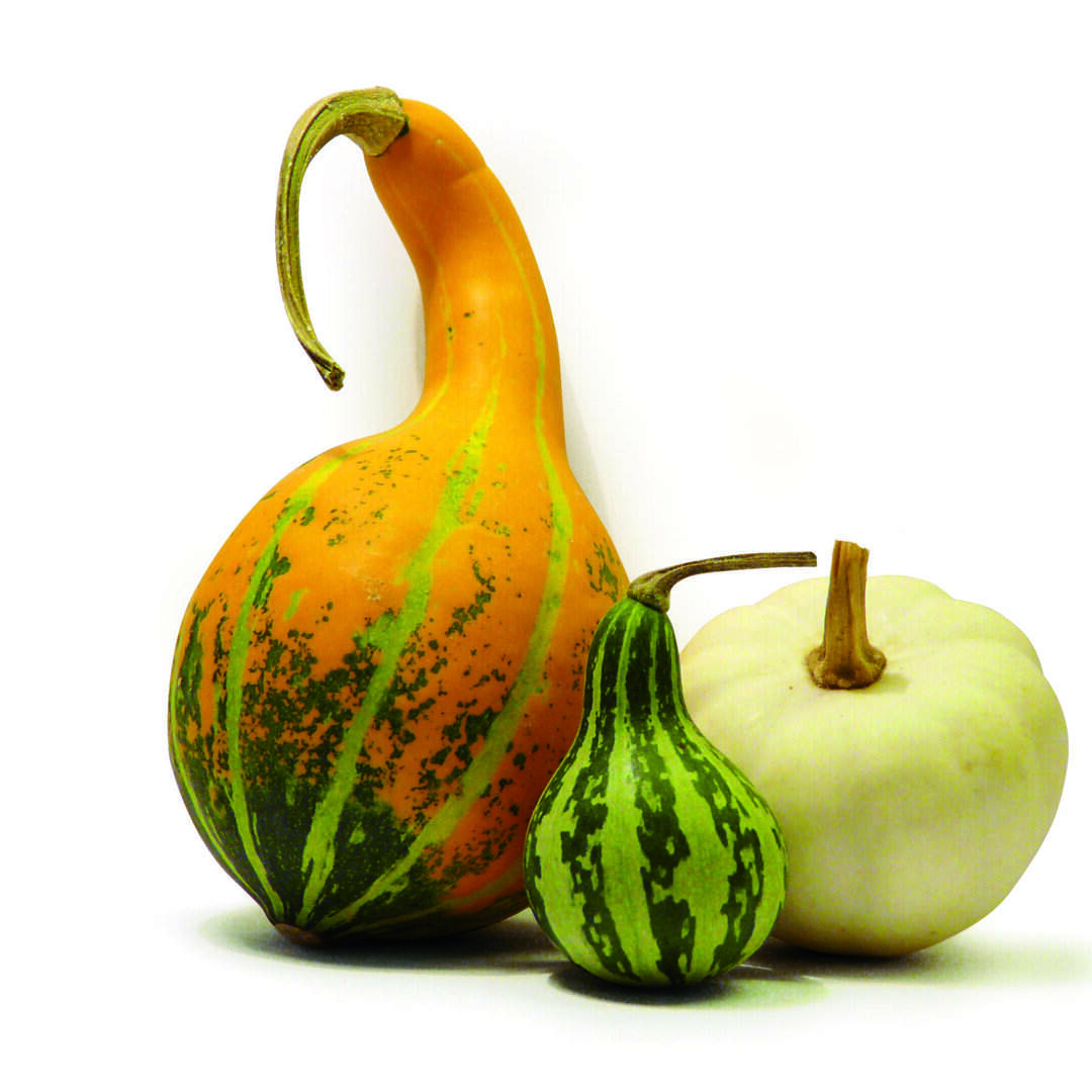 DEGANO ZUCCHE