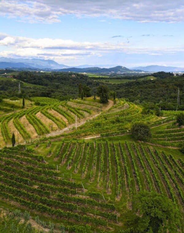 Degustazione Balsamica all’Acetaia più grande del mondo - Image 2