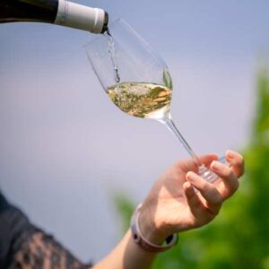 Tour degustazione presso la cantina Bastianich di Cividale del Friuli